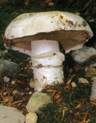   Agaricus silvaticus